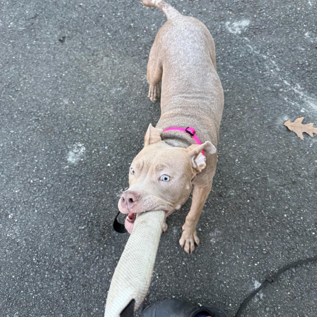 Enlarge Churro, a Adoptable American Staffordshire Terrier in Redding, CT image 3/6