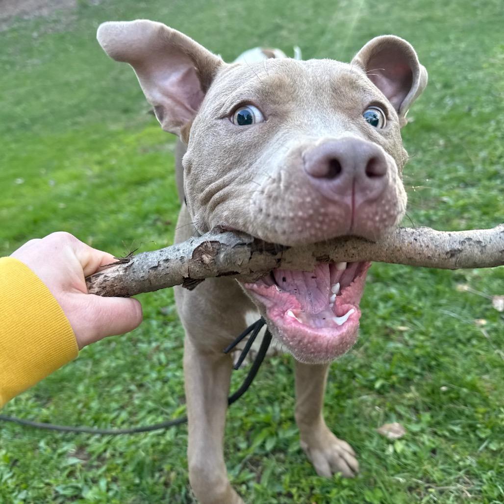 Enlarge Churro, a Adoptable American Staffordshire Terrier in Redding, CT image 4/6
