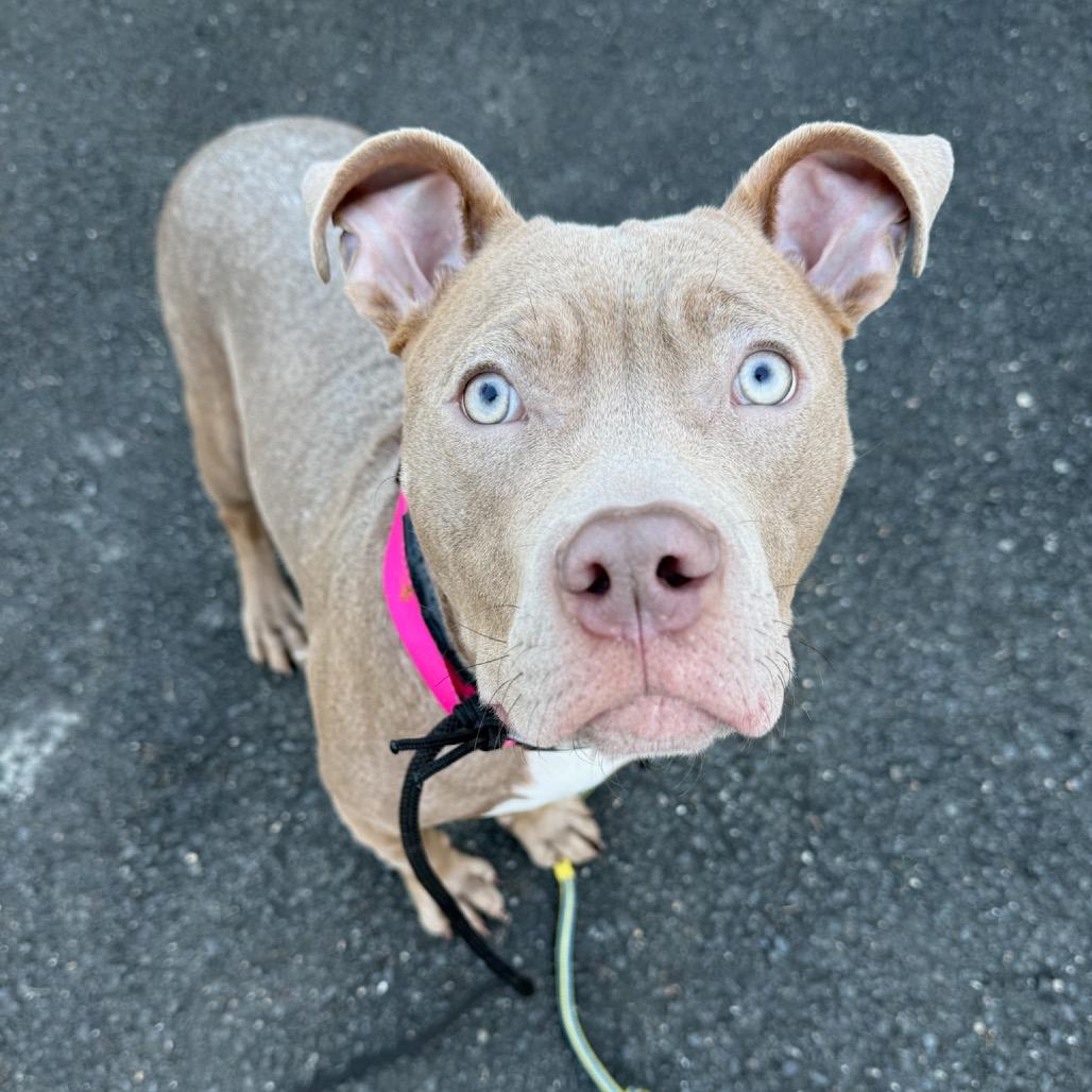 Enlarge Churro, a Adoptable American Staffordshire Terrier in Redding, CT image 6/6