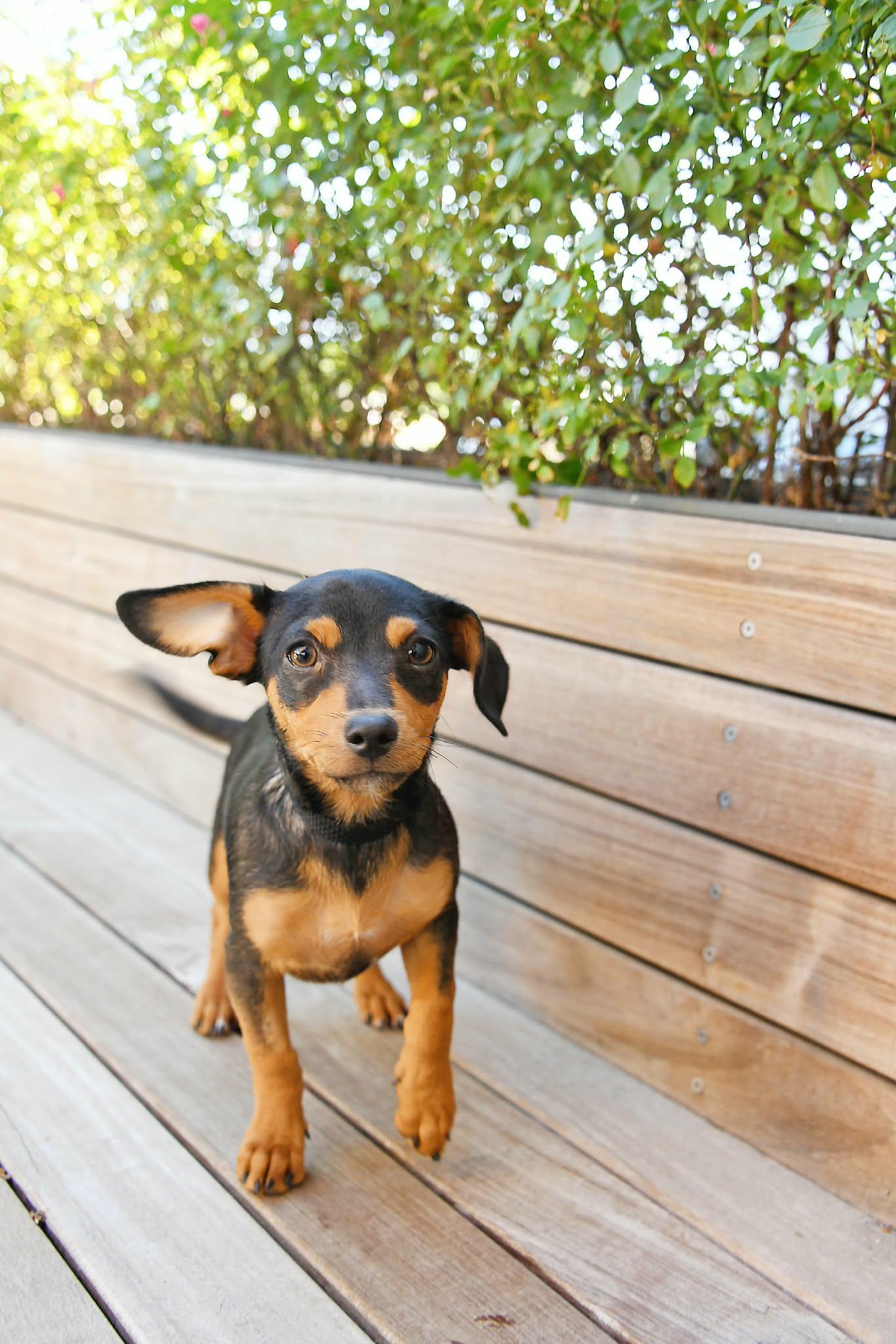 Cremini, Adoptable, Puppy Male Miniature Pinscher & Chihuahua.