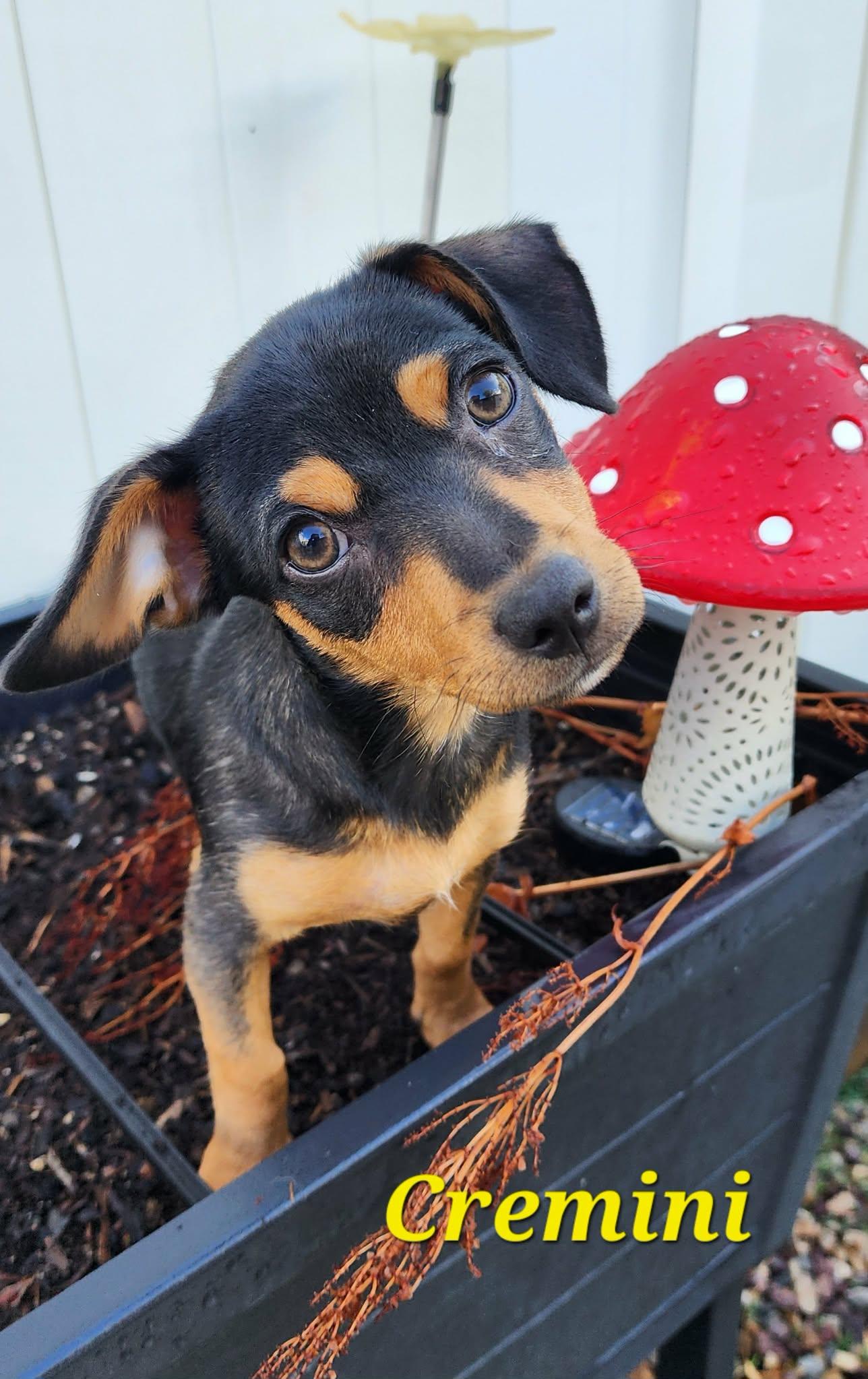 Enlarge Cremini, a Adoptable mixed breed in Salt Lake City, UT image 2/3