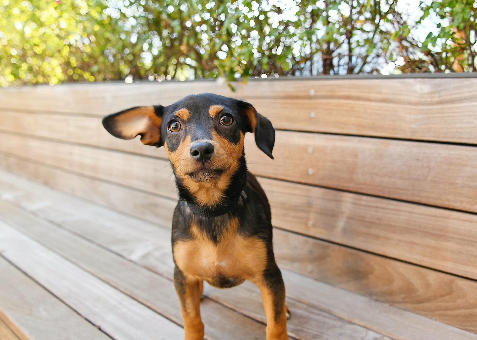 Enlarge Cremini, a Adoptable mixed breed in Salt Lake City, UT image 3/3