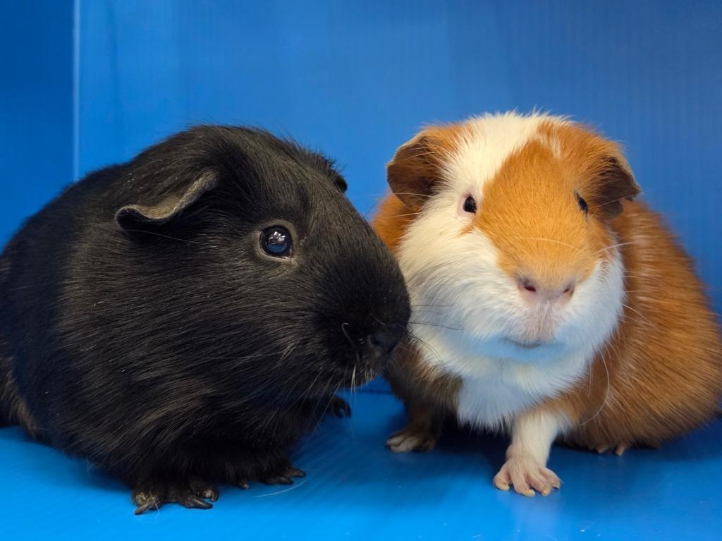 Feynman / Graham, Adoptable, Adult Male Guinea Pig.