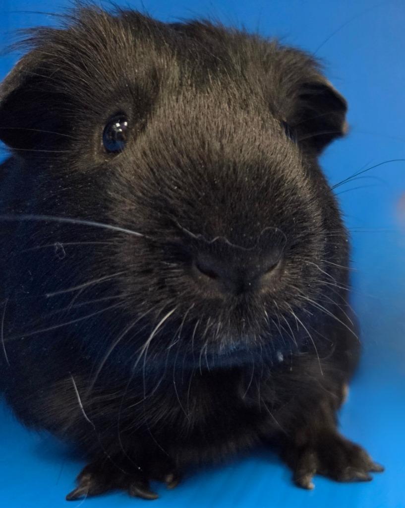 Enlarge Feynman / Graham, a Adoptable mixed breed in Lewisville, TX image 2/3