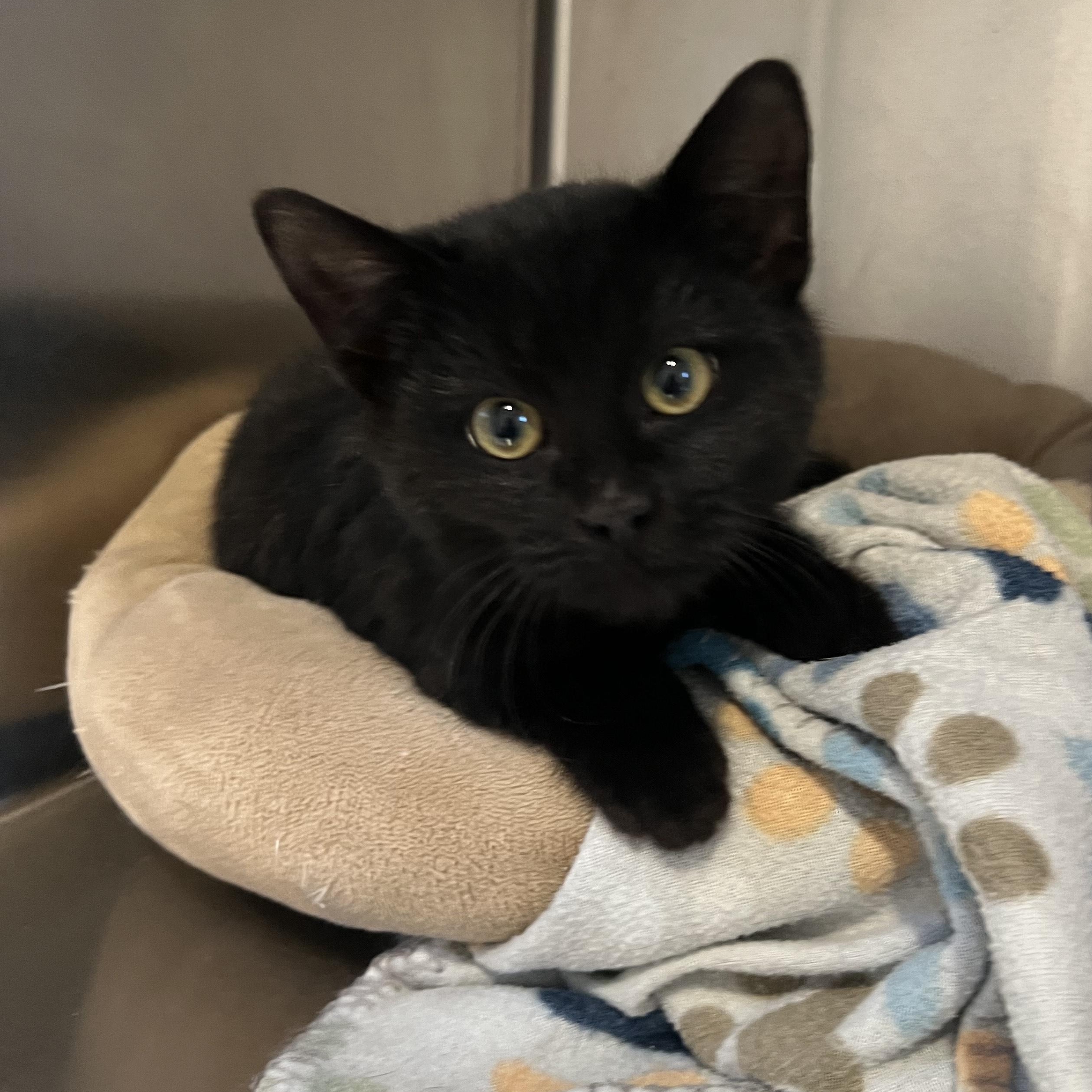 Thalia, adopted, Kitten Female Domestic Short Hair.