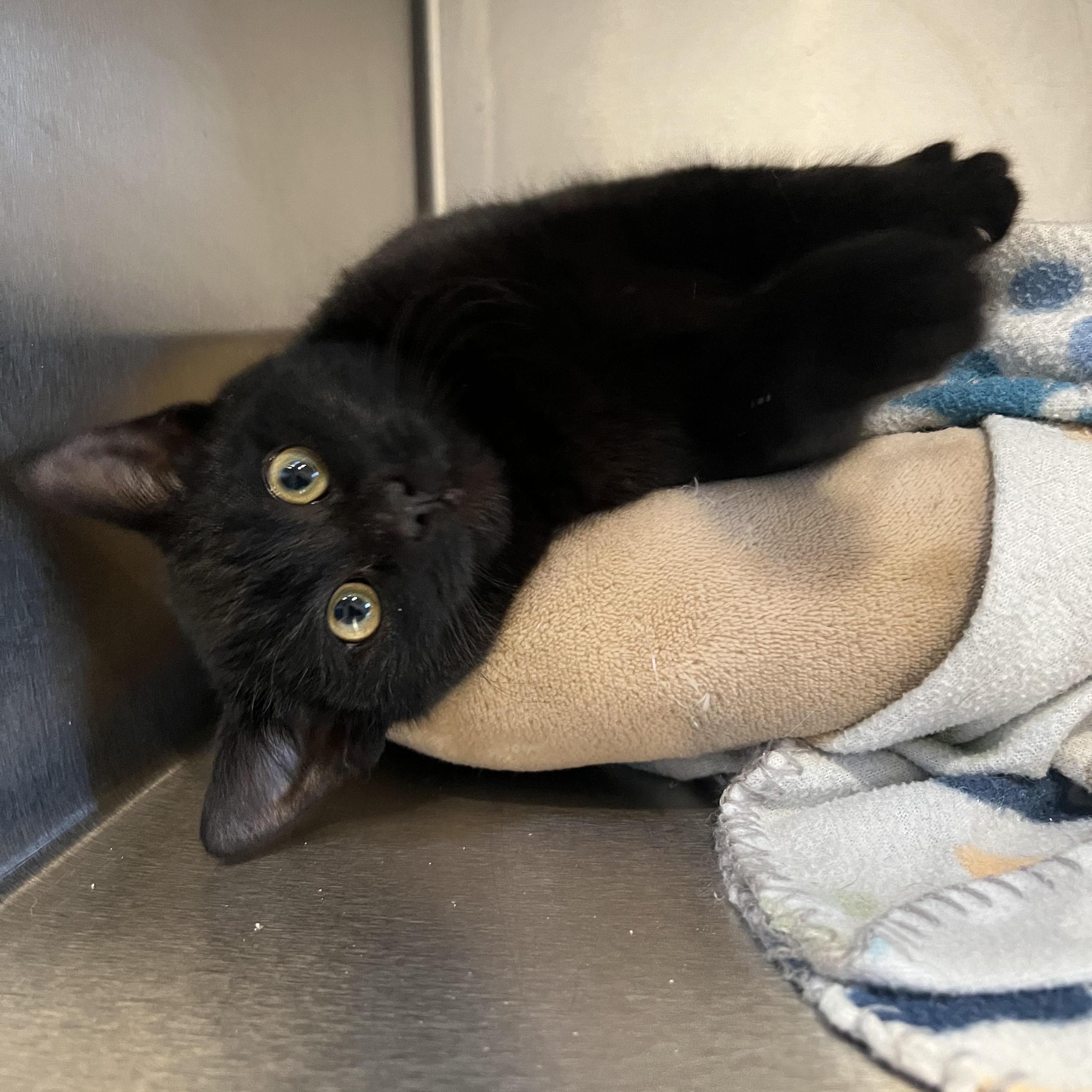 Enlarge Thalia, an adopted Domestic Short Hair in Bonners Ferry, ID image 2/2