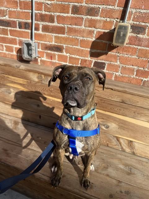 Enlarge TOPH, a Adoptable mixed breed in Albuquerque, NM image 1/1