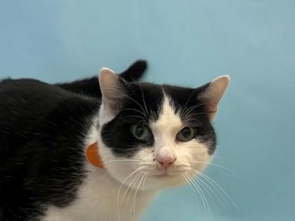 Zumi, Adoptable, Adult Male Domestic Short Hair & Domestic Short Hair.