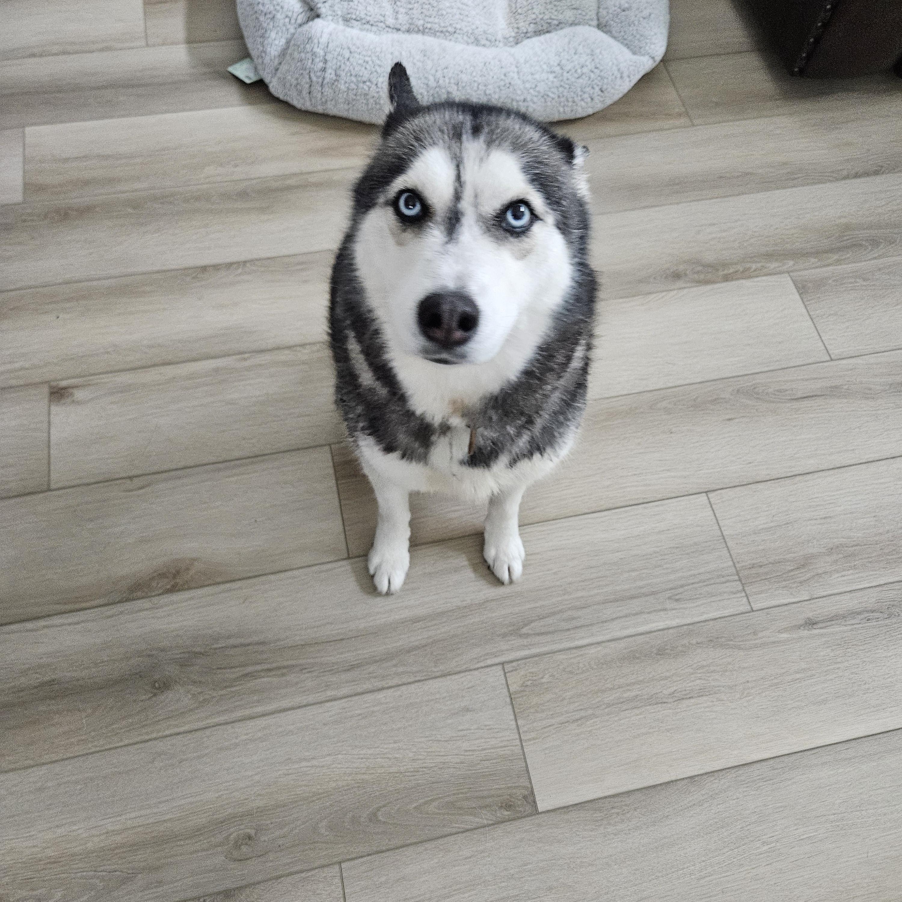 Gracie