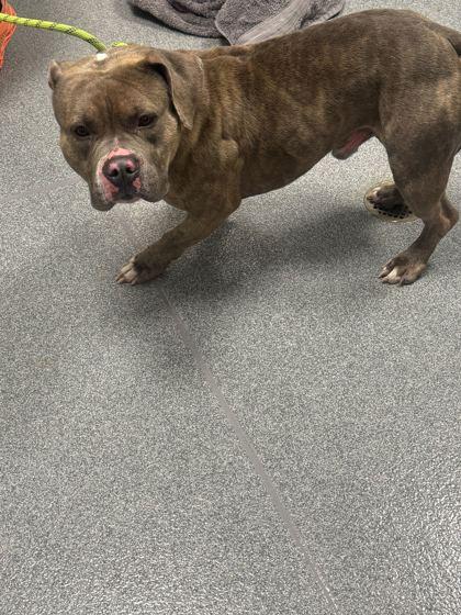 Enlarge Ramsey, a Adoptable mixed breed in Sevierville, TN image 1/1