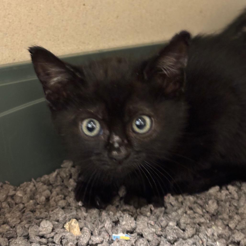 Enlarge Marmalade (Orange collar), a Adoptable mixed breed in League City, TX image 1/1