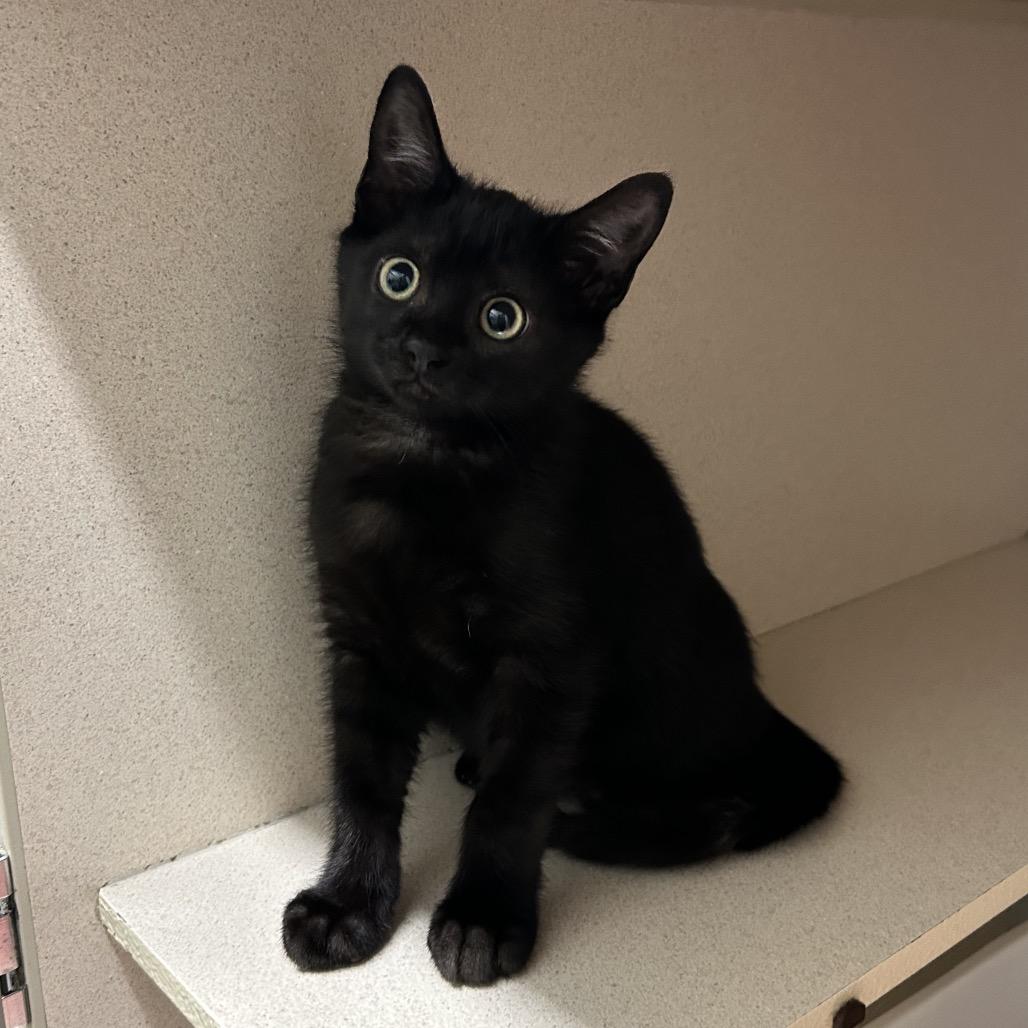 Marmalade, a Adoptable mixed breed in League City, TX image 2/2