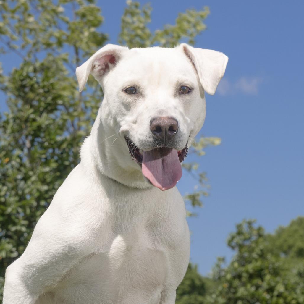 Mae, Adoptable, Adult Female Mixed Breed.