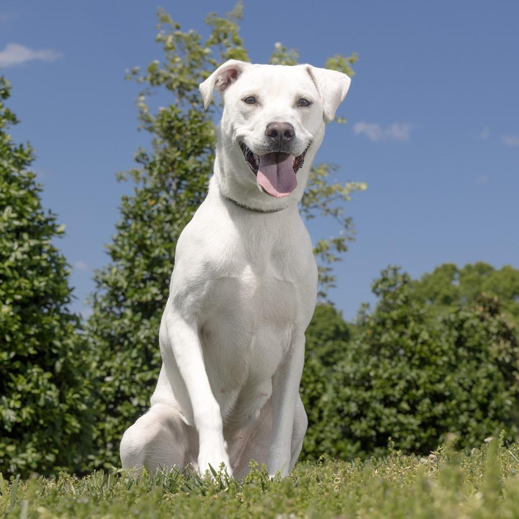 Enlarge Mae, a Adoptable Mixed Breed in Franklin, TN image 2/3