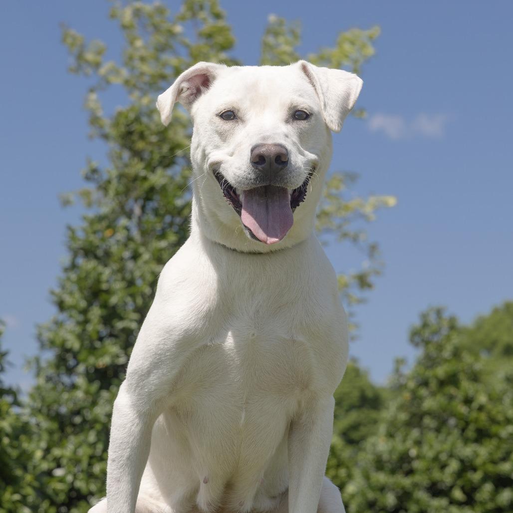 Enlarge Mae, a Adoptable Mixed Breed in Franklin, TN image 3/3