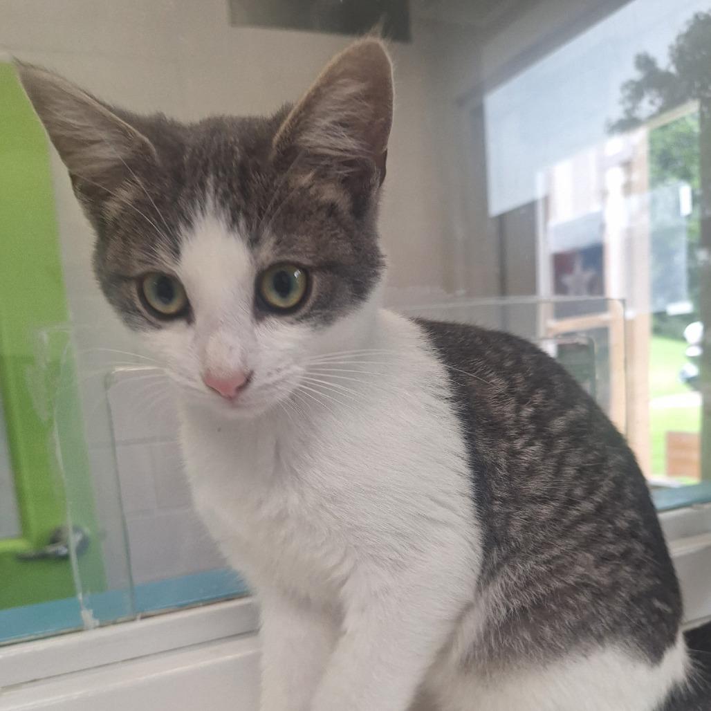 Enlarge Gibson, a Adoptable Domestic Short Hair in Albert Lea, MN image 1/6