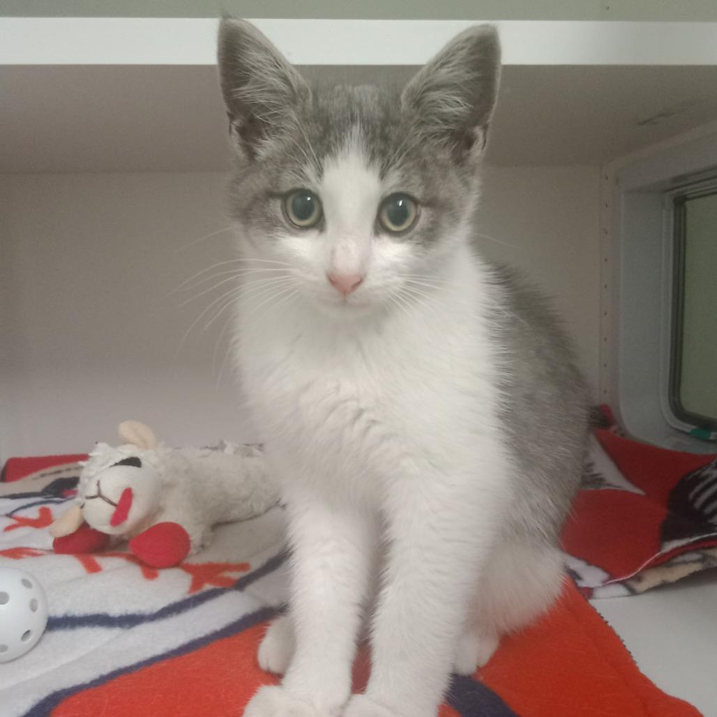 Enlarge Gibson, a Adoptable Domestic Short Hair in Albert Lea, MN image 2/6