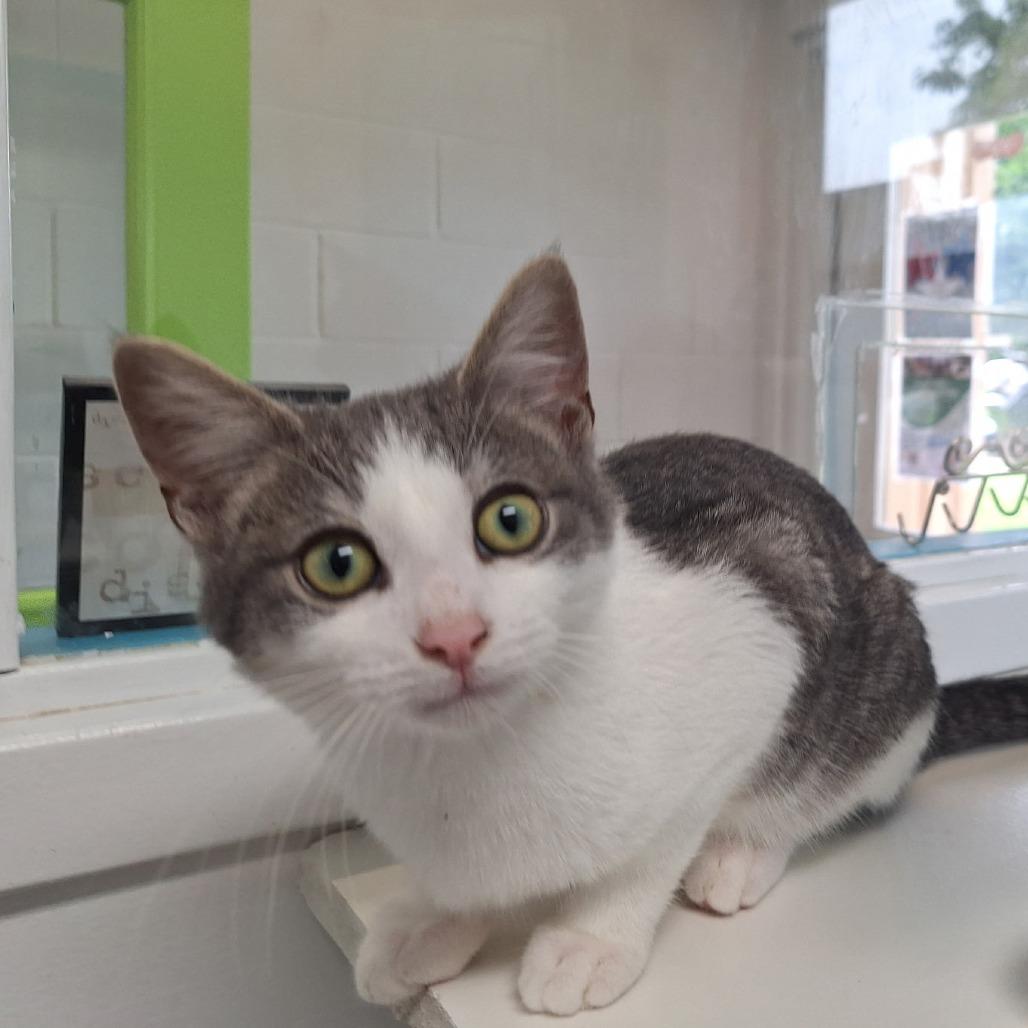 Enlarge Gibson, a Adoptable Domestic Short Hair in Albert Lea, MN image 3/6