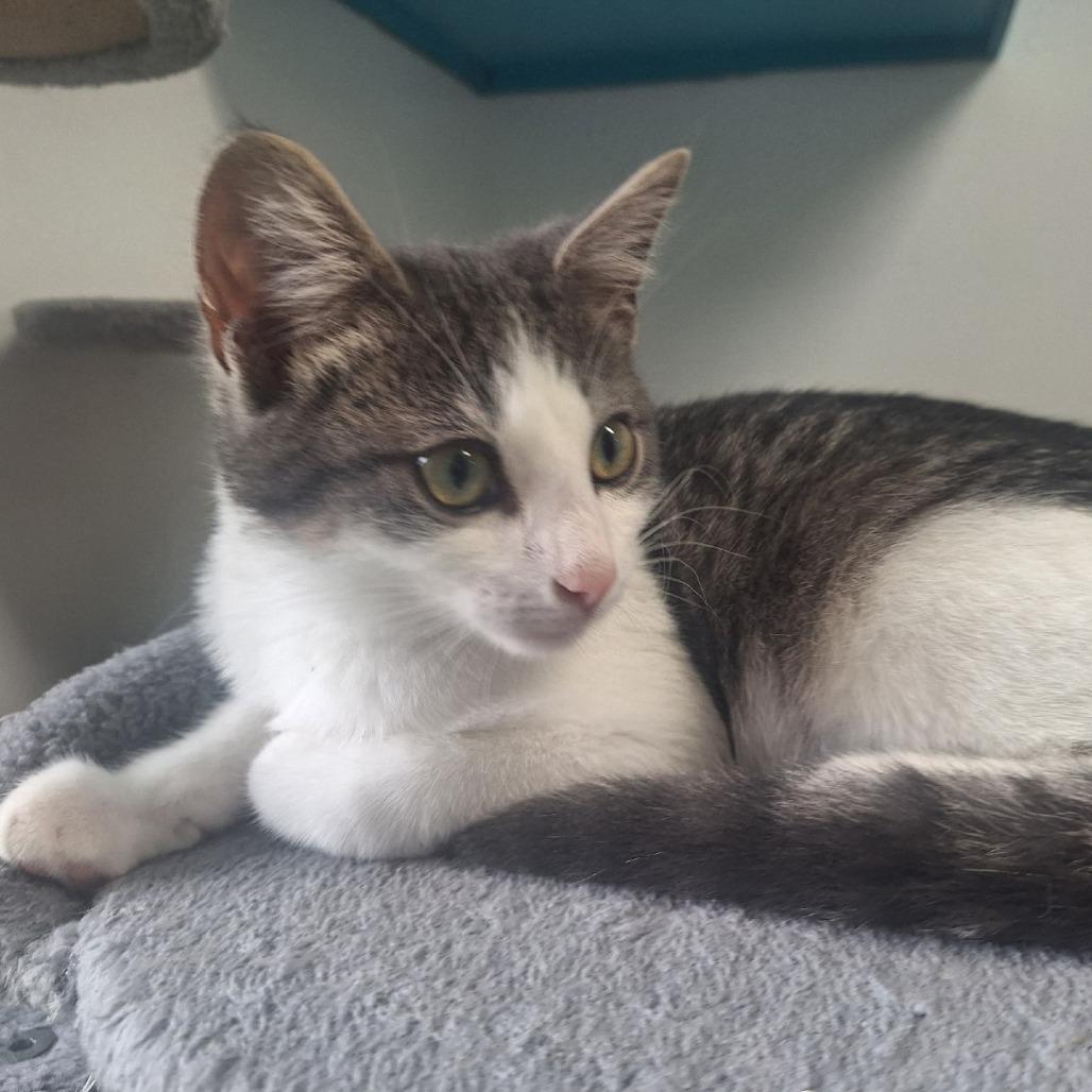 Enlarge Gibson, a Adoptable Domestic Short Hair in Albert Lea, MN image 4/6