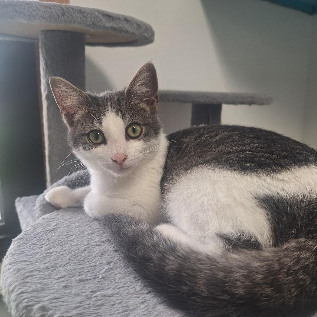 Enlarge Gibson, a Adoptable Domestic Short Hair in Albert Lea, MN image 5/6