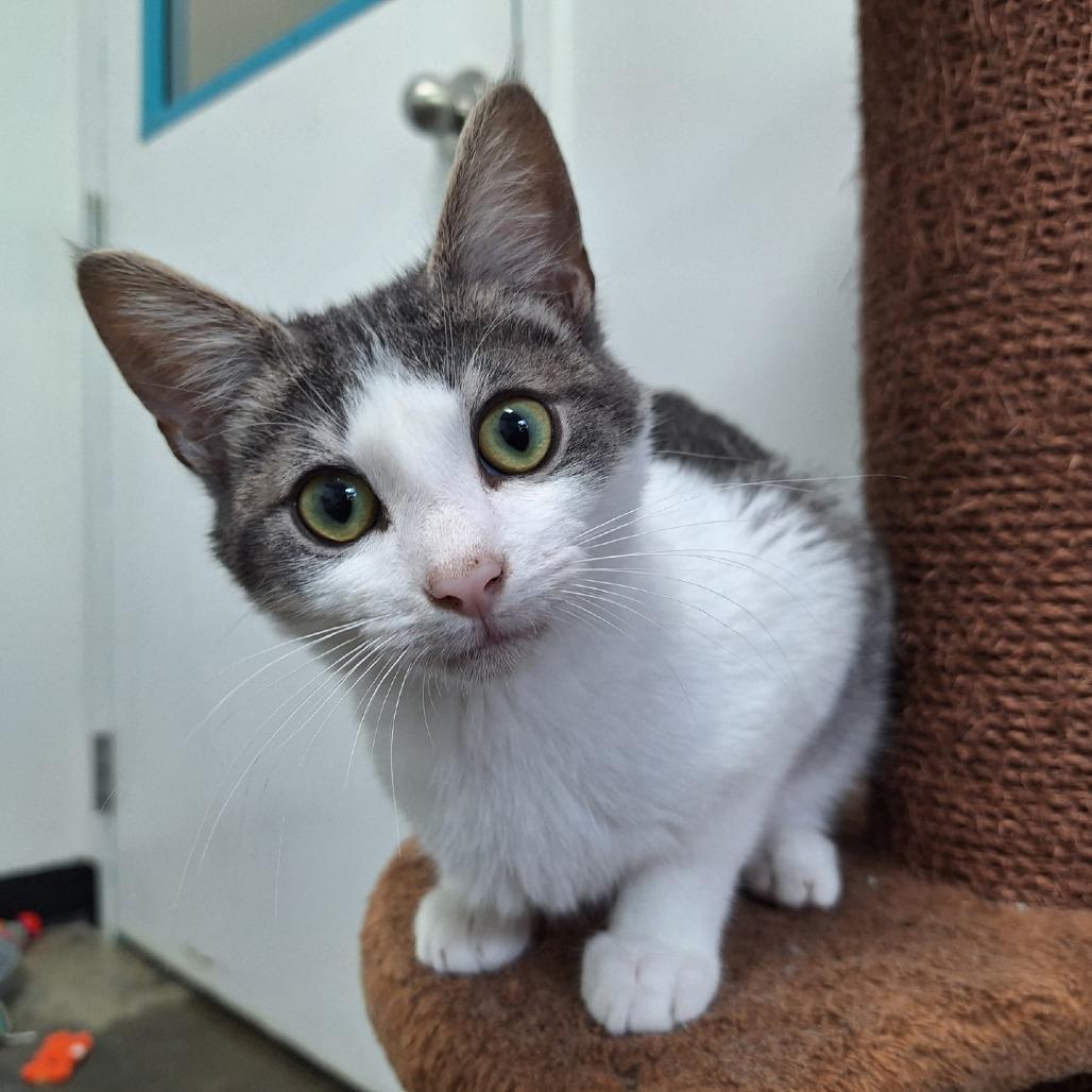 Enlarge Gibson, a Adoptable Domestic Short Hair in Albert Lea, MN image 6/6