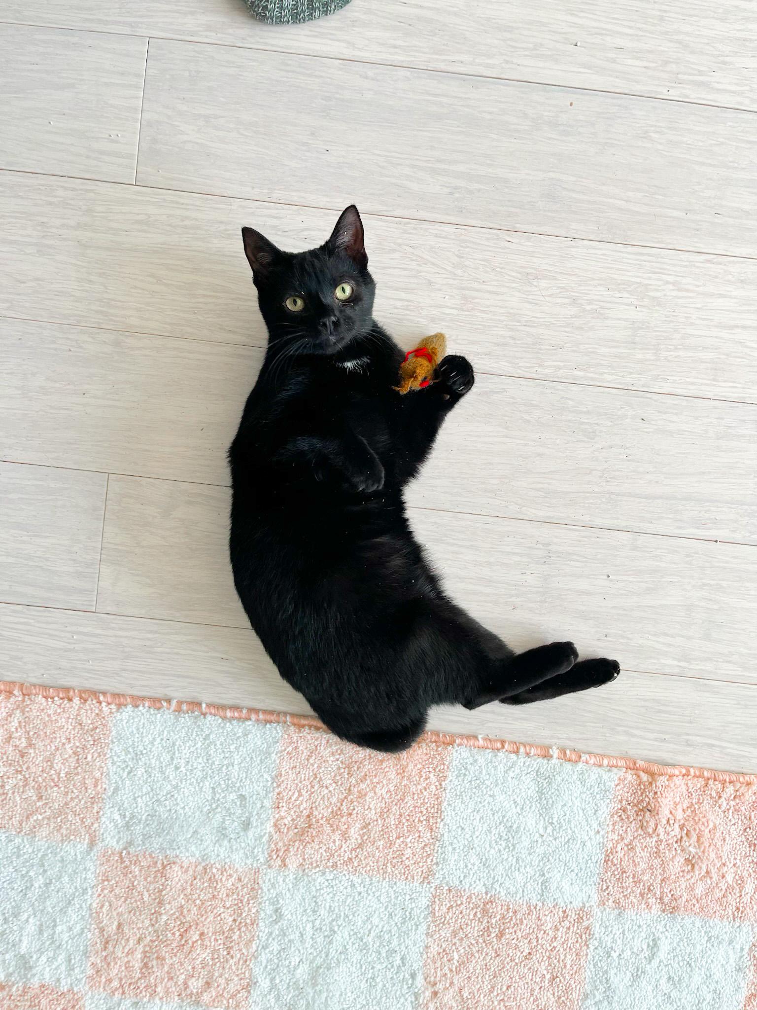 Turnip - Shrimp Tail 🍤, Adoptable, Young Male Domestic Short Hair.