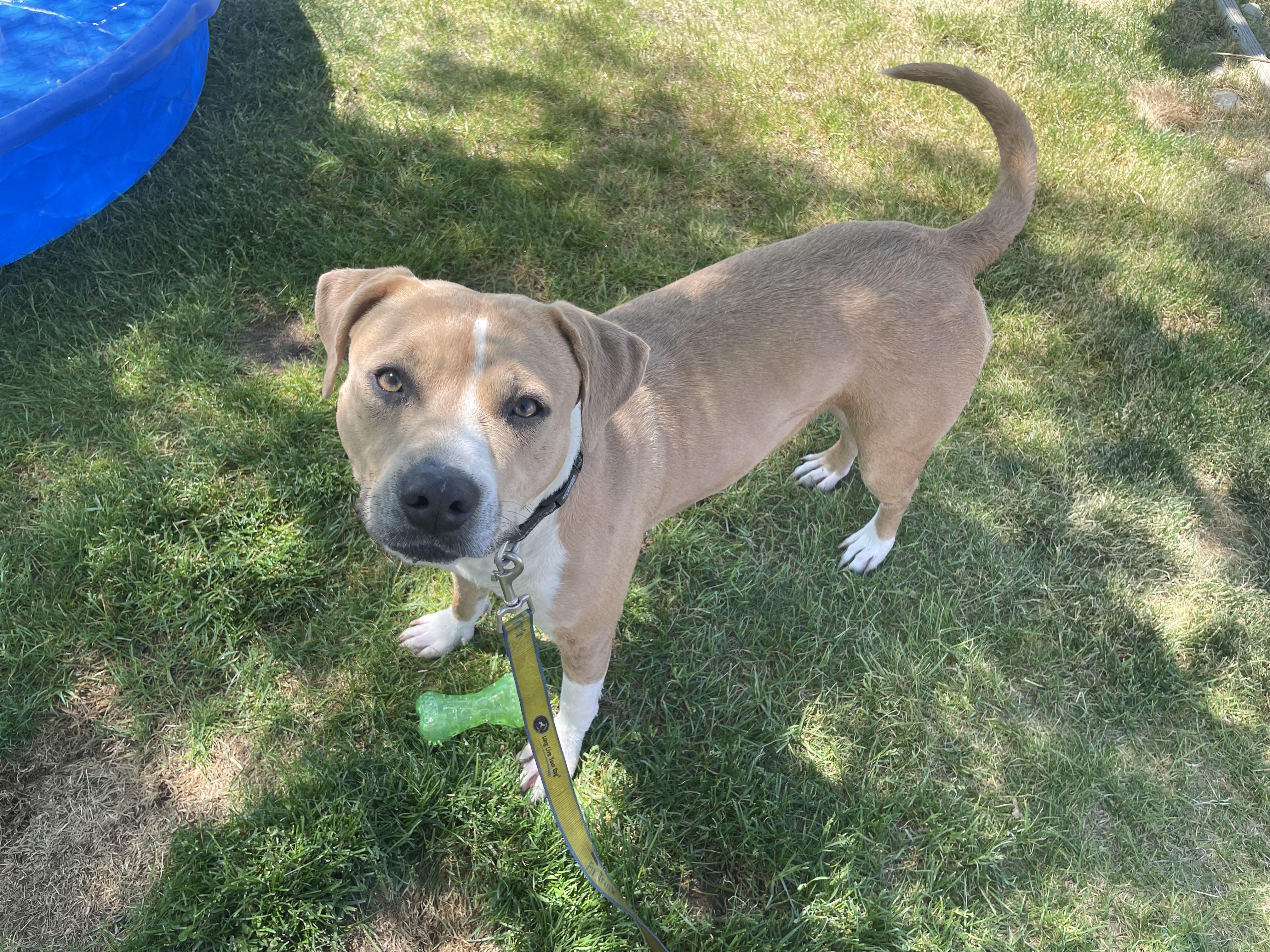 Enlarge Eva, a ADOPTABLE mixed breed in Colville , WA image 1/1