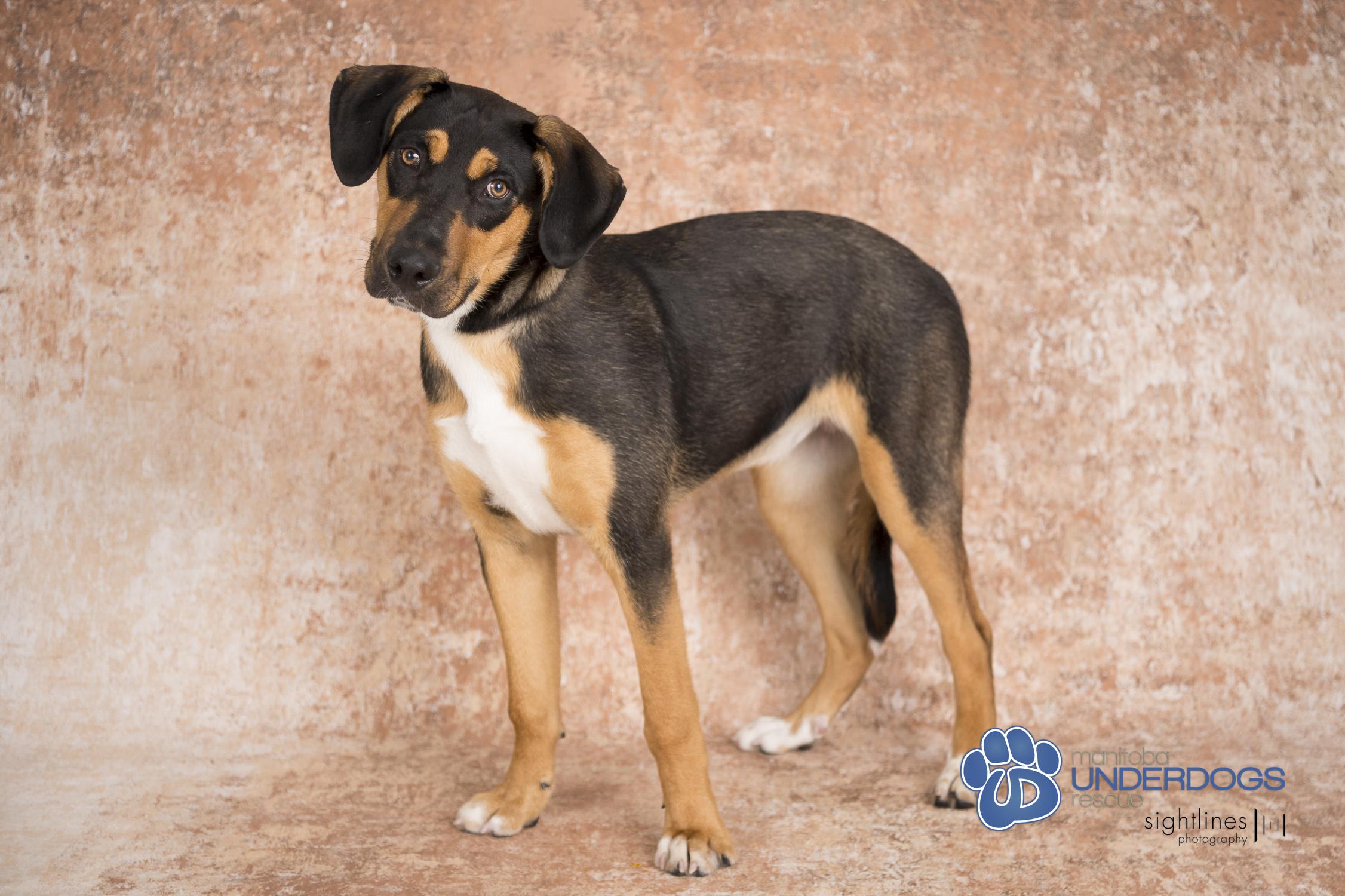 Sisu, an adoptable Rottweiler, Labrador Retriever in Winnipeg, MB, R2M 2K2 | Photo Image 1
