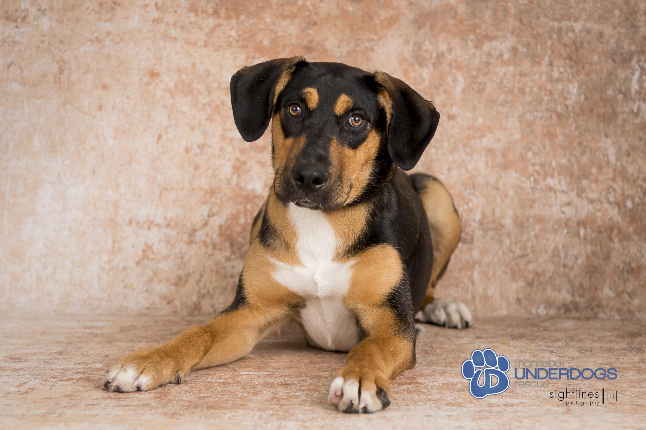 Sisu, an adoptable Rottweiler, Labrador Retriever in Winnipeg, MB, R2M 2K2 | Photo Image 3