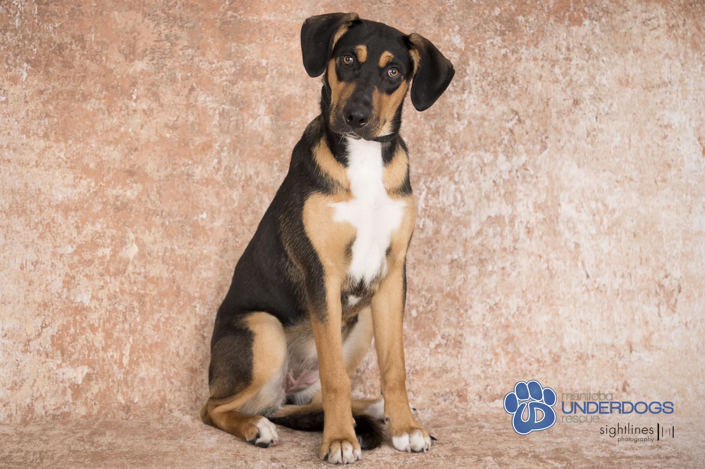 Sisu, an adoptable Rottweiler, Labrador Retriever in Winnipeg, MB, R2M 2K2 | Photo Image 4