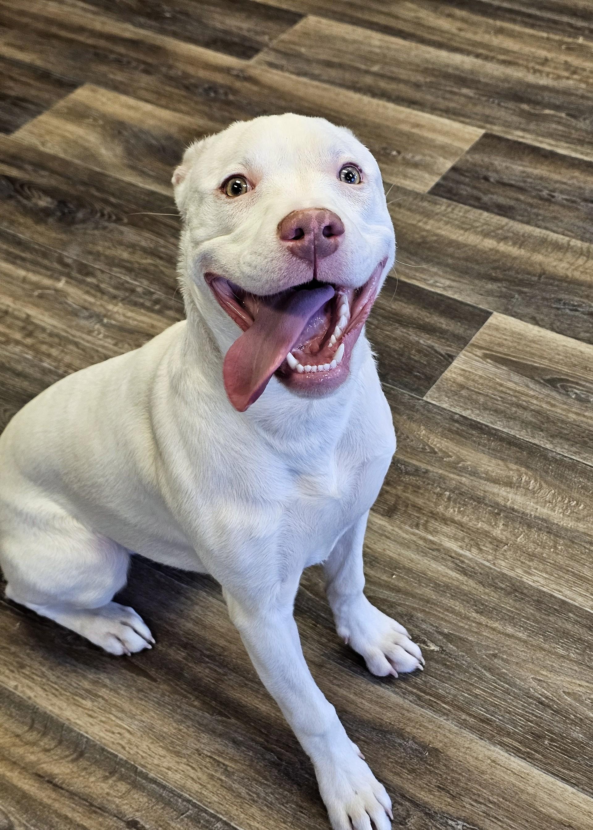 Enlarge Chestnut (Prison Dog), a ADOPTABLE mixed breed in Bay City, MI image 3/3