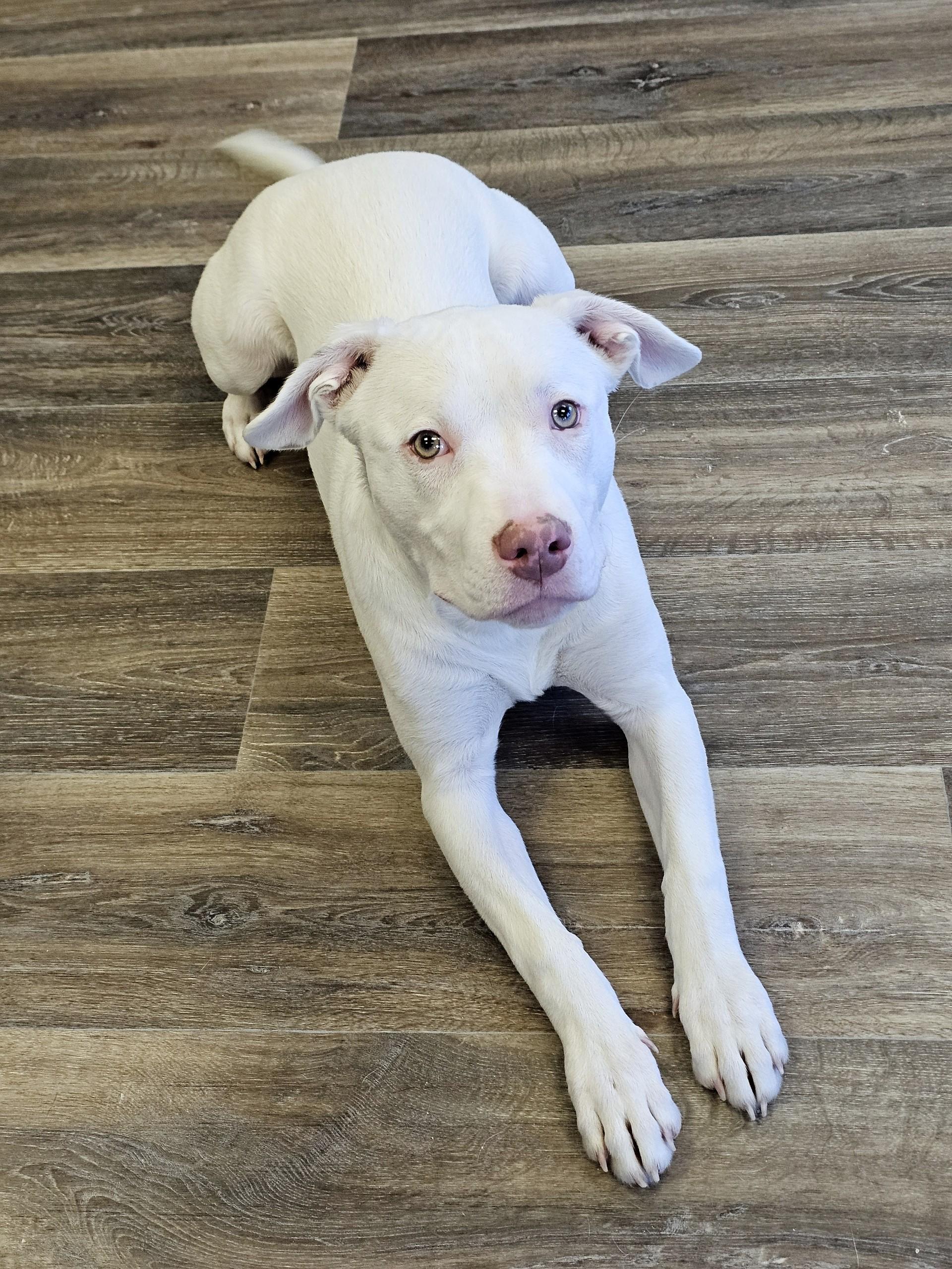 Enlarge Chestnut (Prison Dog), a ADOPTABLE mixed breed in Bay City, MI image 2/3