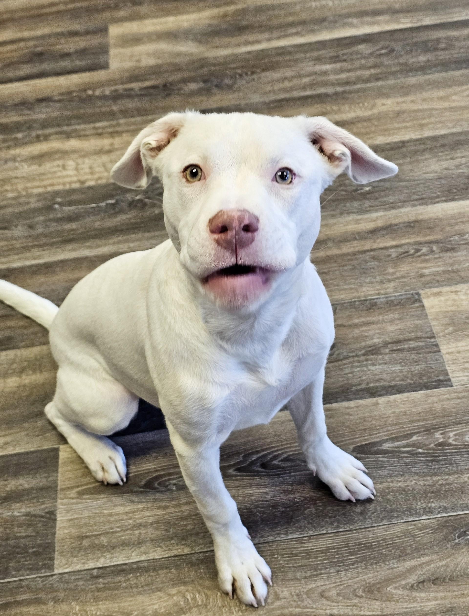 Enlarge Chestnut (Prison Dog), a ADOPTABLE mixed breed in Bay City, MI image 1/3