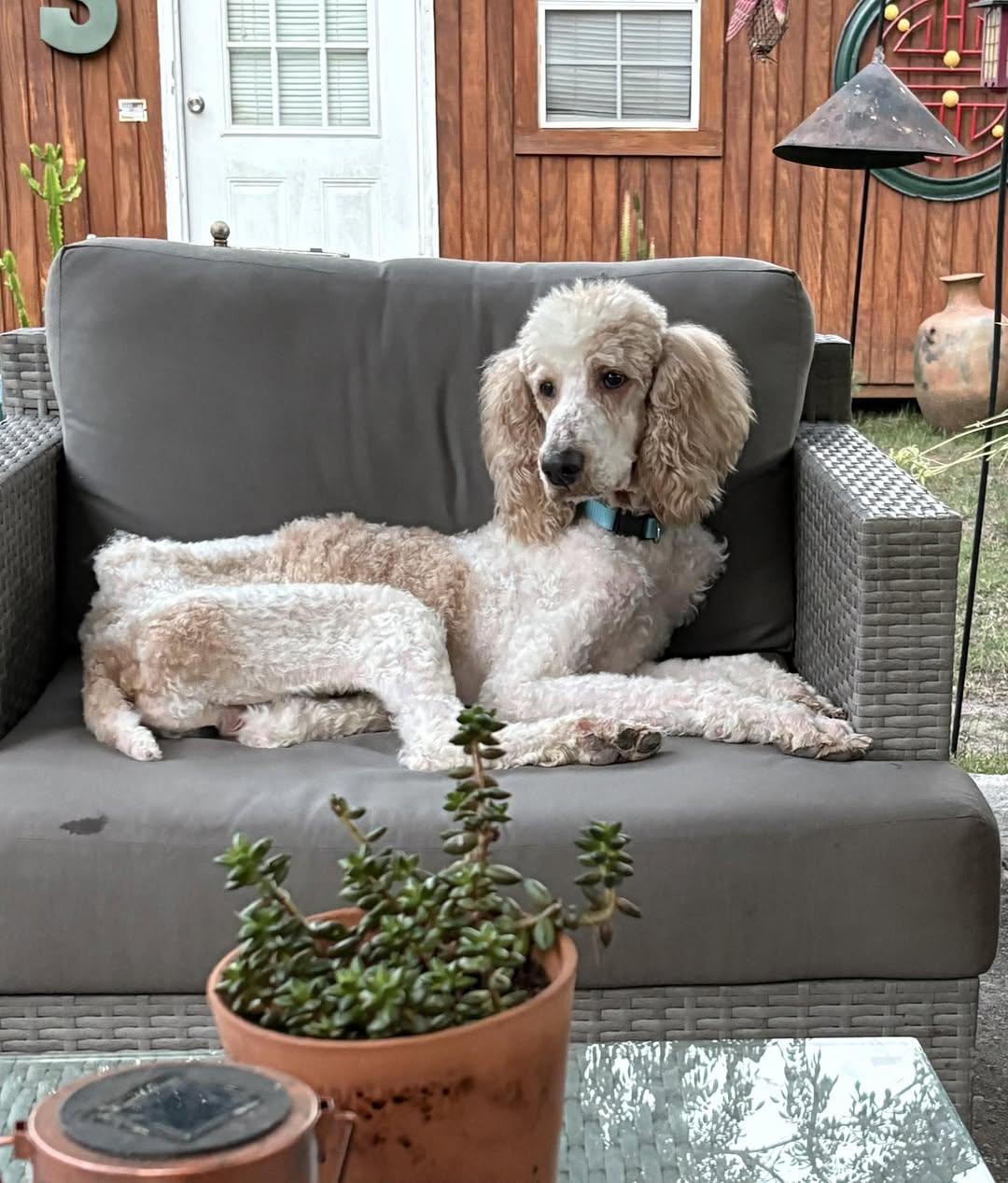 Max, ADOPTABLE, Adult Male Poodle.