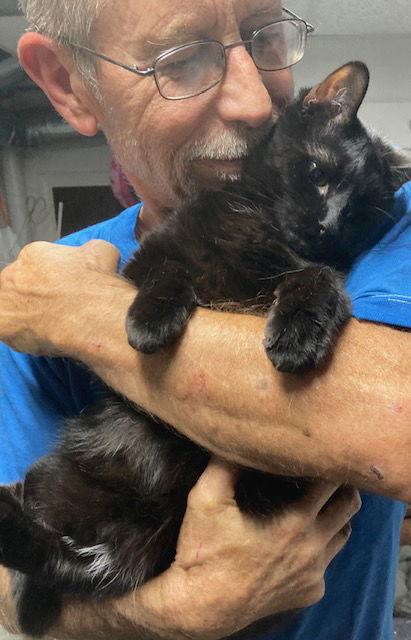 Jack Sparrow, Adoptable, Young Male Domestic Short Hair.