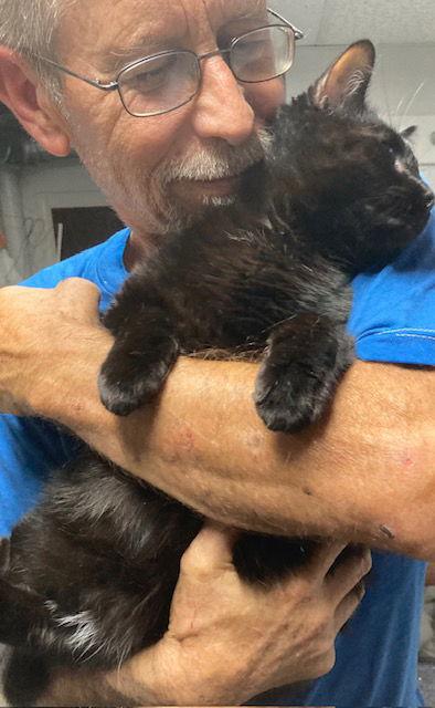 Enlarge Jack Sparrow, a Adoptable Domestic Short Hair in Macedonia, OH image 2/3