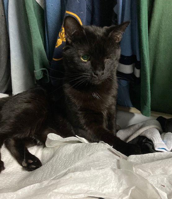 Enlarge Jack Sparrow, a Adoptable Domestic Short Hair in Macedonia, OH image 3/3
