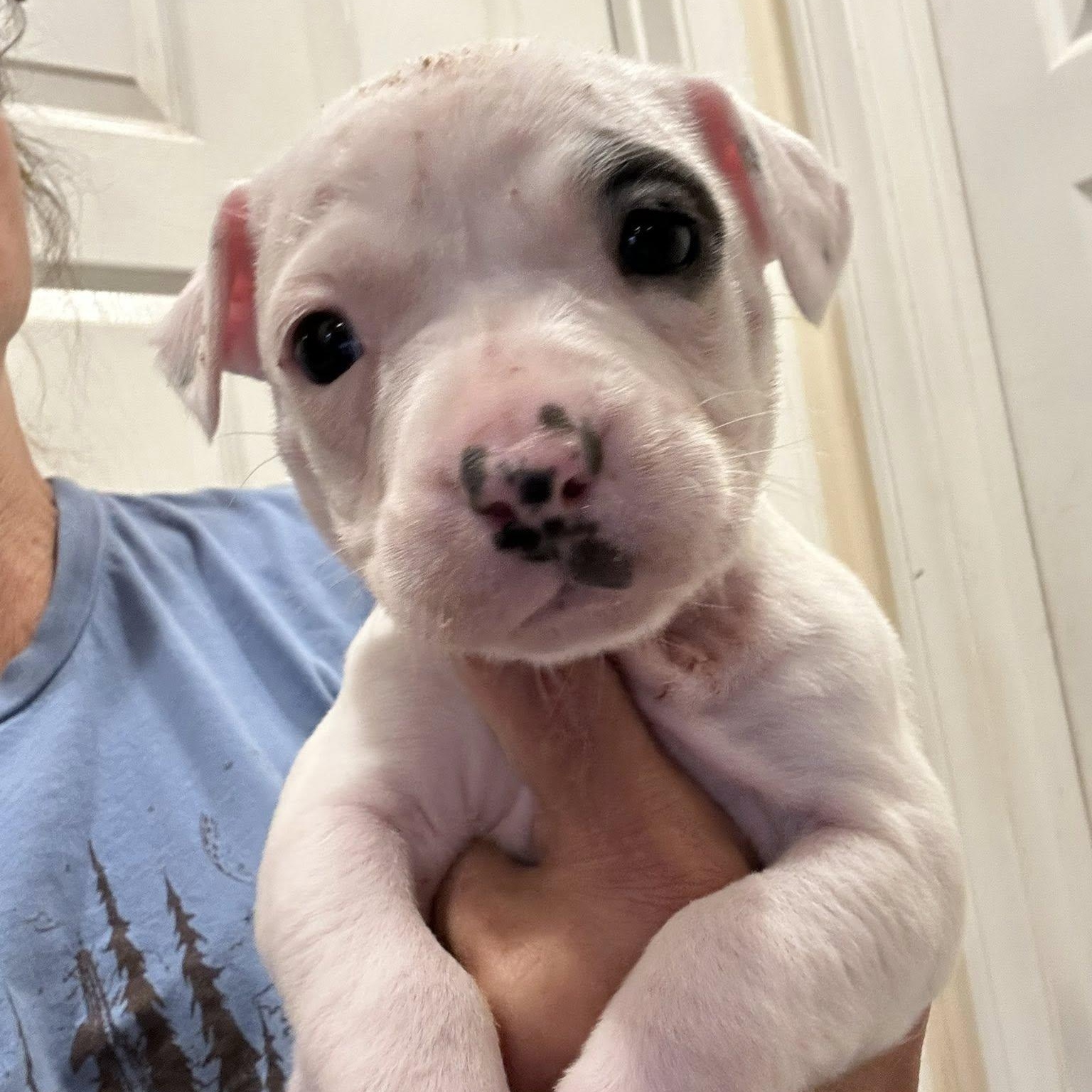Manatee, adoptable, Puppy Female Pit Bull Terrier & Dachshund.