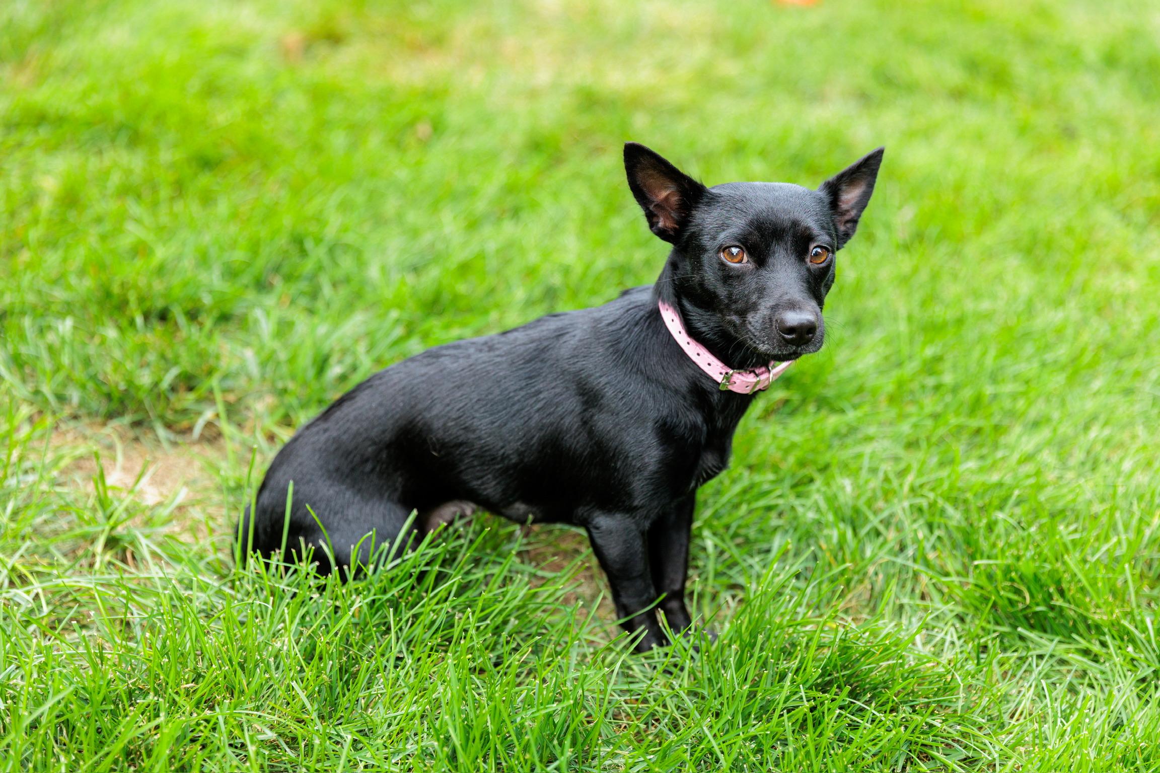 Enlarge Dolly, a Adoptable mixed breed in Washington, DC image 6/6
