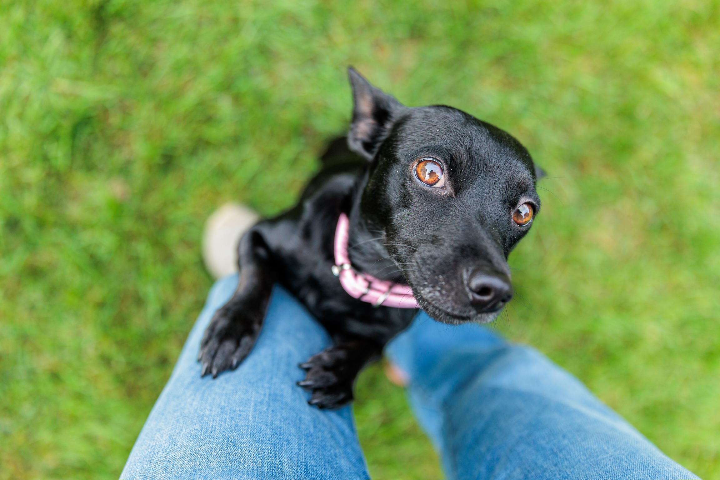 Dolly, Adoptable, Adult Female Rat Terrier.
