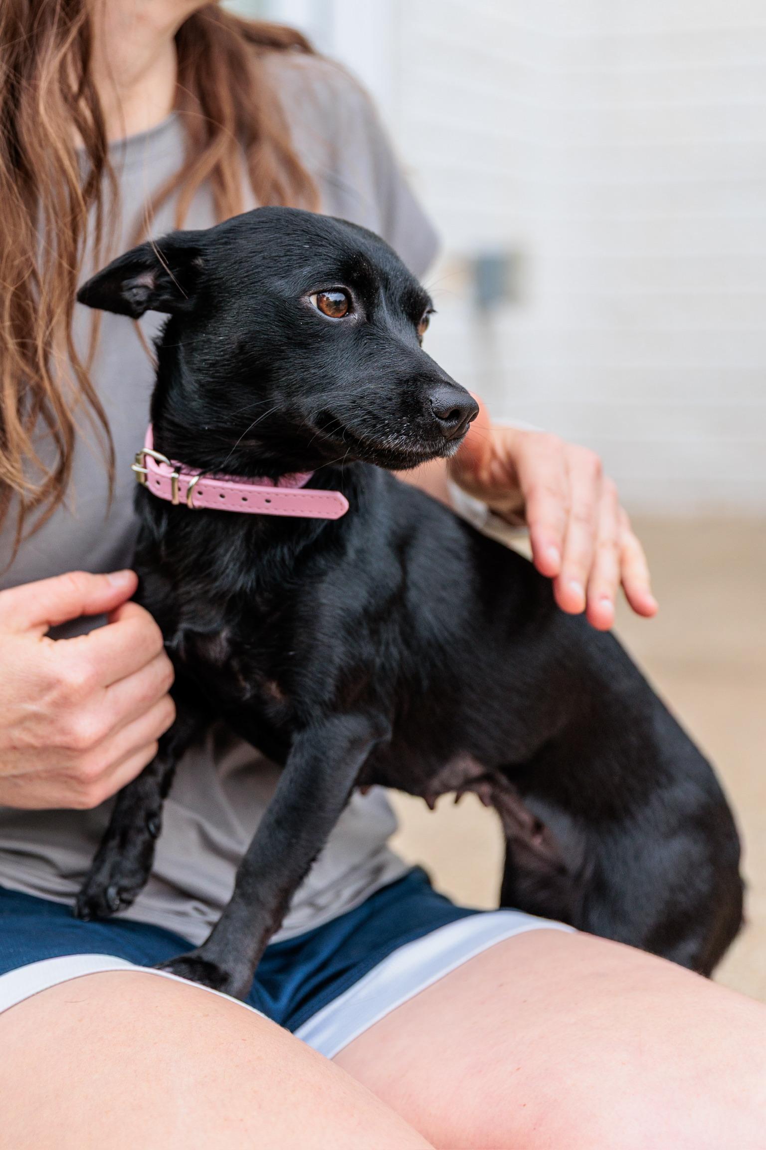 Enlarge Dolly, a Adoptable mixed breed in Washington, DC image 4/6