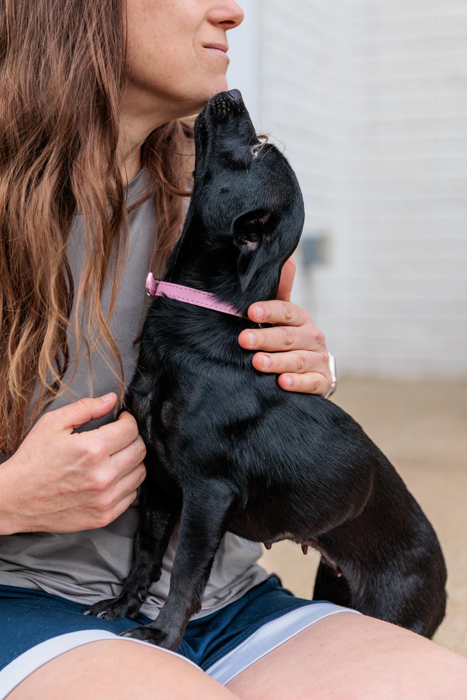 Enlarge Dolly, a Adoptable mixed breed in Washington, DC image 3/6