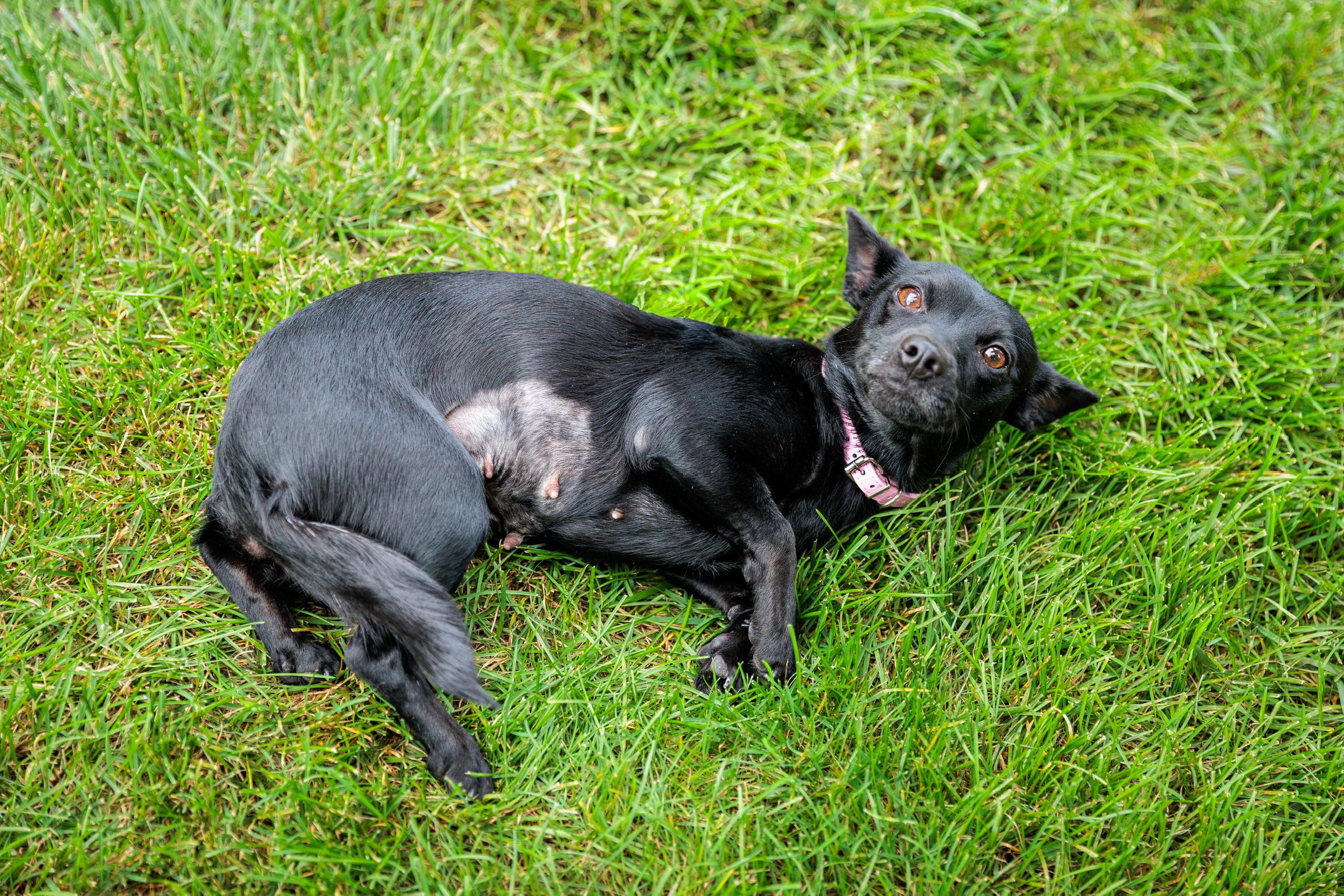 Enlarge Dolly, a Adoptable mixed breed in Washington, DC image 5/6
