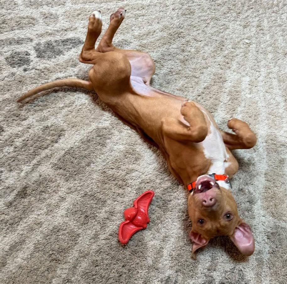 Ellis, Adoptable, Puppy Male Pit Bull Terrier.