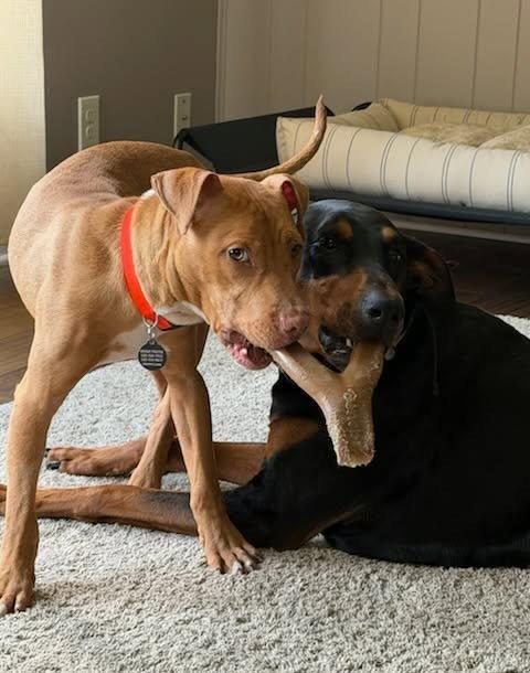 Ellis, a Adoptable Pit Bull Terrier in Rochester, NY image 2/3