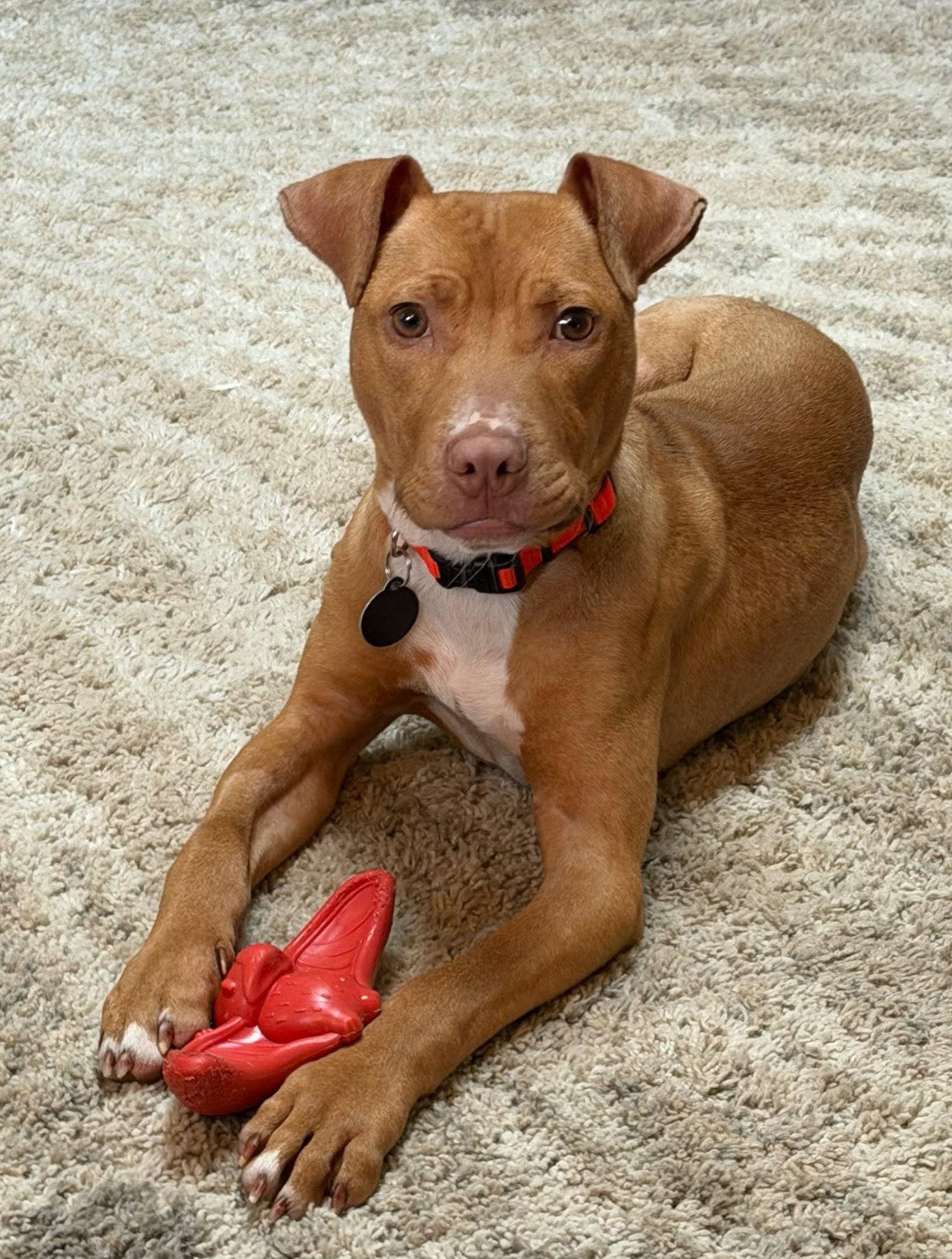 Ellis, a Adoptable Pit Bull Terrier in Rochester, NY image 3/3