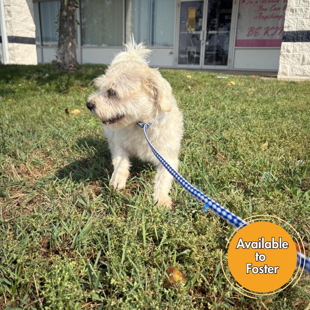 Rory, Adoptable, Adult Male Maltese.