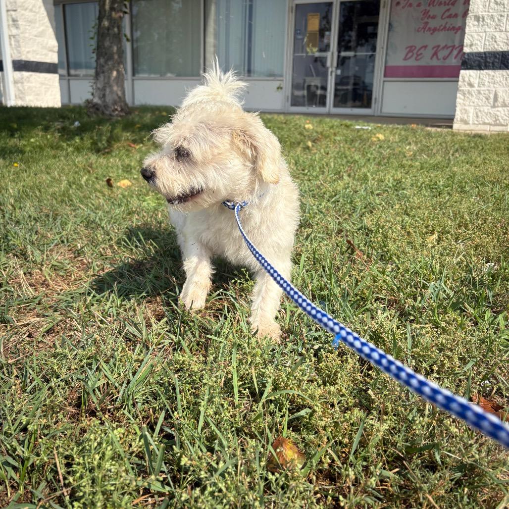 Enlarge Rory, a Adoptable mixed breed in Normal, IL image 3/3