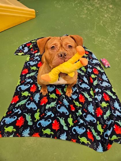 Cabernet, Adoptable, Adult Female Dogue de Bordeaux & Mixed Breed.