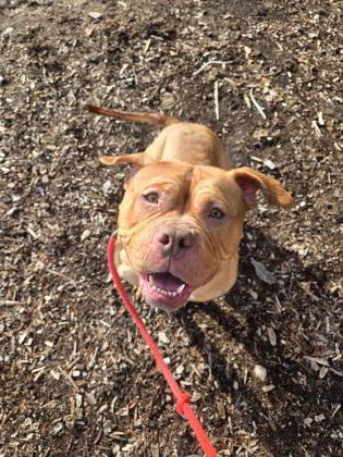 Enlarge Cabernet, a Adoptable mixed breed in Detroit, MI image 2/3